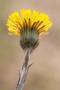 Flowering coltsfoot as a pioneer plant in a sand pit, Tussilago farfara, daisy family, son-before-father, broad-, breast- or donkey-lettuce, laths, Latvians, field laces, cow patties, donkey- or horse-hoof, donkey-stalk, foal foot, hoof-leaf Flowering coltsfoot as a pioneer plant in a sand pit, Tussilago farfara, daisy family, son-before-father, broad-, breast- or donkey-lettuce, laths, Latvians, field laces, cow patties, donkey- or horse-hoof, donkey-stalk, foal foot, hoof-leaf